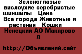 Зеленоглазые вислоухие серебристые шиншилы › Цена ­ 20 000 - Все города Животные и растения » Кошки   . Ненецкий АО,Макарово д.